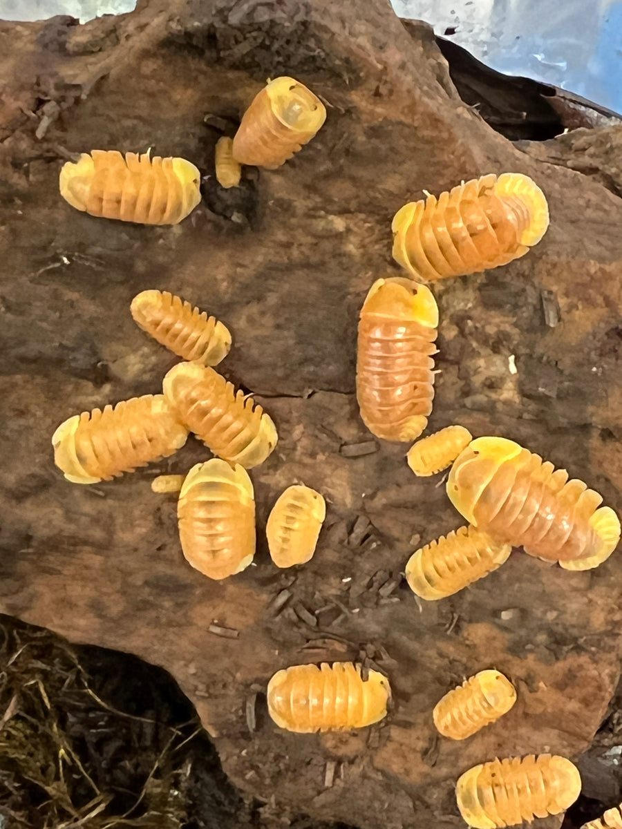 Cubaris sp. Rubber Ducky Blonde Isopods (6CT) Dubia Farms