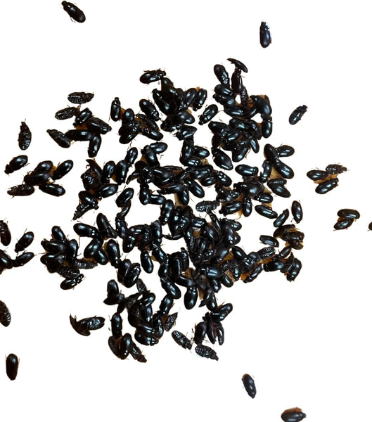 Black Buffalo Beetle (200 Ct Beetle)