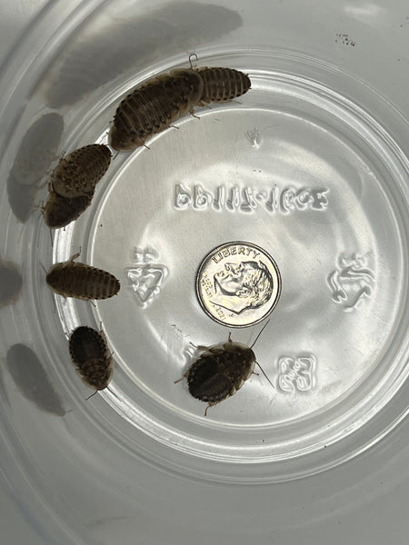 Dubia Roaches 1/2"-5/8"