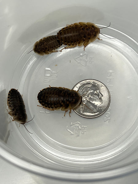 Dubia Roaches 3/4"-1"