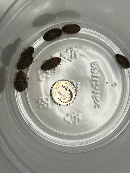 Dubia Roaches 3/8"
